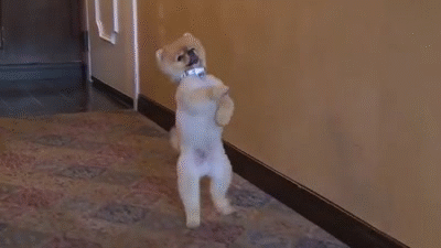 壁纸 动物 狗 狗狗 400_225 gif 动态图 动图