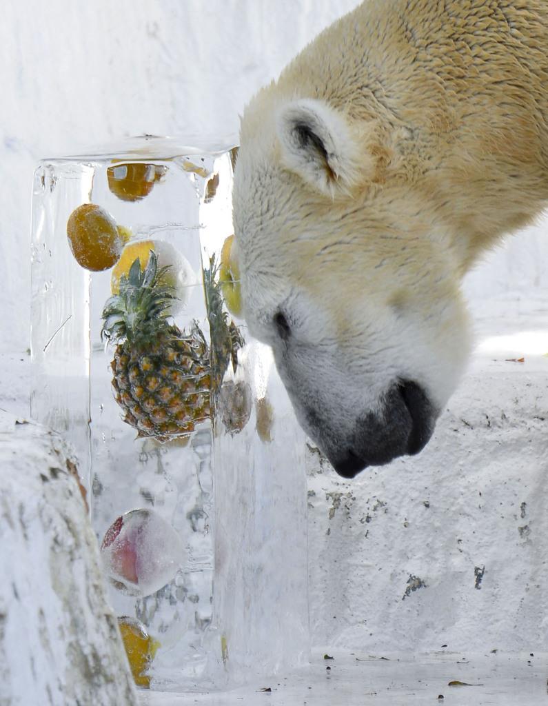 消暑降温 日本大阪一动物园为北极熊准备“水果刨冰”