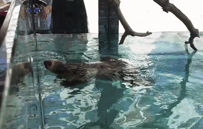 每天的生活只有吃吃喝喝睡睡,熊猫,树懒,苏卡达龟的日常生活是这样的!