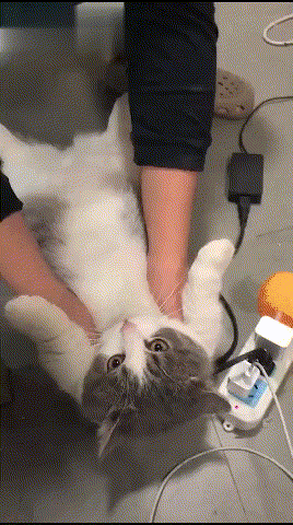主人手动给猫咪做仰卧起坐,猫咪:我不想减肥……主人