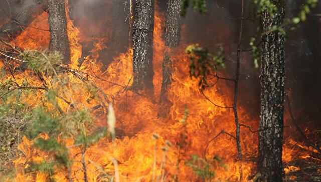 希腊发生森林火灾 已导致2人死亡20余人受伤