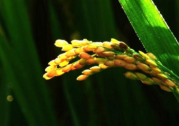 因鬼生谷 因谷生子:传说中的人物鬼谷子出生之