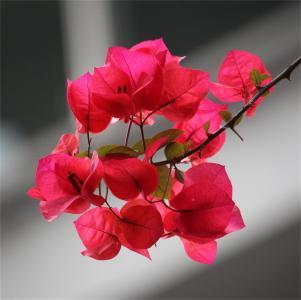 三角梅长叶不开花?三个“窍门”让你的三角梅花开满树