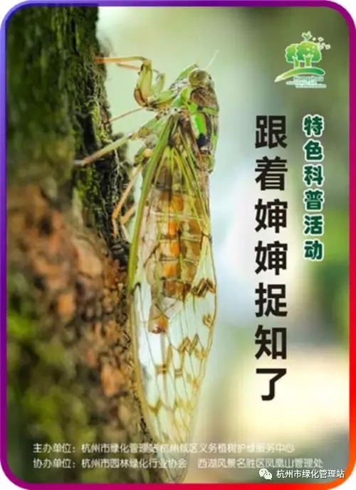 杭州园林部门发动市民吃知了护绿，延请“捕蝉达人”示范