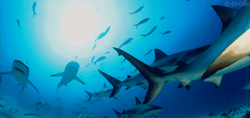 动物 海底 海底世界 海洋馆 水族馆 鱼 鱼类 500_237 gif 动态图 动图