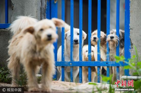 台北频发狗咬猫、涉案狗铁笼被破坏 动保处认责