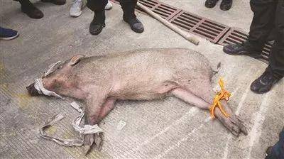 什么动物能打过野猪 613FA729CC12218AD63F04967D2D445CAFED9C9E_size19_w400_h224.jpeg