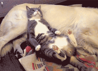 搞笑gif趣图幽默段子:老奶奶用vr吓坏了