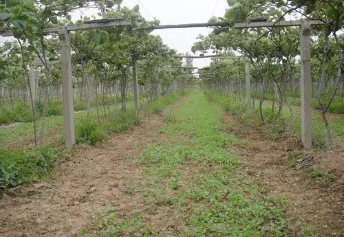 攻略|猕猴桃夏季全套管理技术!培育优质猕猴桃