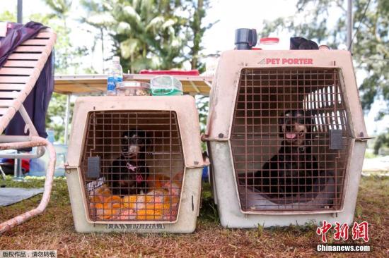 当地时间5月15日，美国夏威夷基拉韦厄火山持续喷发。在当地一处疏散中心聚集了许多宠物，由于火山的喷发，居民纷纷携带宠物撤离。图为疏散中心的两只宠物狗。