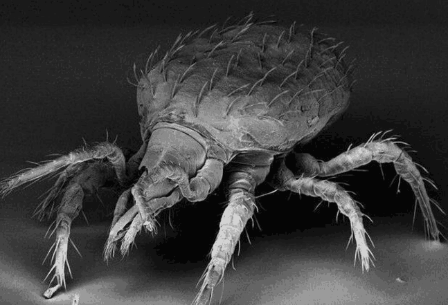 三伏季螨虫季, 脸上出现4个信号, 警惕螨虫垒成