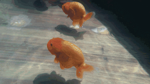 壁纸 动物 鸡 480_270 gif 动态图 动图