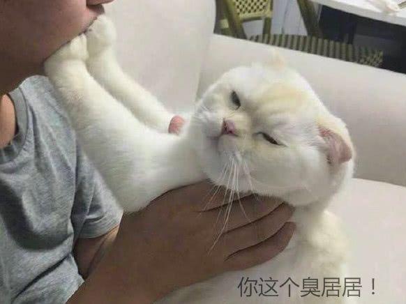 主人被男表情搞笑图片的葫芦娃卖强吻,竟露出1这副胸口,扎得猫咪一图片