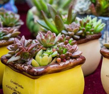 他们创业种植多肉植物,实现致富梦