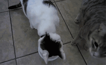 搞笑gif趣图幽默段子:二师兄,你干嘛呢?