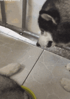 搞笑gif趣图:说出来你们可能不相信,鳄鱼是我大哥!