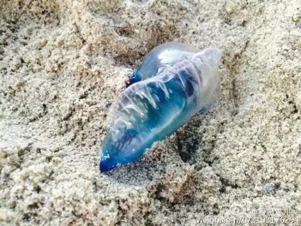 在海边看到这种“塑料袋”，立刻跑！千万别犹豫！
