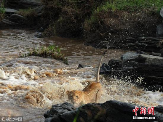 7月20日讯（具体拍摄时间不详），肯尼亚马赛马拉，摄影师兰詹?纳姆昌达尼（Ranjan Ramchandani）抓拍到了狮群尝试穿过汹涌河流的紧张瞬间。肯尼亚遭遇了严重的持续性降雨，这不仅影响了肯尼亚人民的日常生活，也给当地野生动物带来了生存危机。据摄影师兰詹介绍，食物的短缺迫使狮群渡过河流追踪猎物，这群狮子选择了一个相对较窄的10英尺（约合3米）宽河道渡河，但湍急的水流对幼狮们来说仍是一个巨大的挑战，令人印象深刻的是，它们都非常勇敢地克服了恐惧并成功到达对岸。兰詹说，暴雨可能已经导致肯尼亚最著名的猎豹“马卡拉”（ Malaika）被淹死：“‘马卡拉’在雨季期间失踪了，直到现在我们还没能收...
