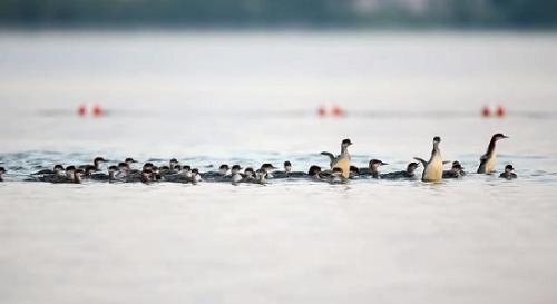 年度最佳妈妈！母鸭带76只小鸭在湖中巡游(图)
