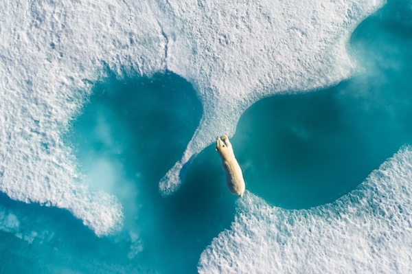 2018年无人机摄影大赛获奖者是——挣扎在浮冰间的北极熊