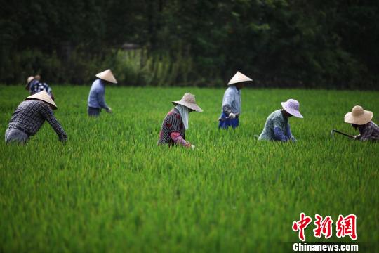 7月27日，在江苏里下河地区农科所，农民在田间劳作。　孟德龙 摄