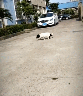 搞笑gif:突然想回家种地了,走向人生巅峰就靠这个了!