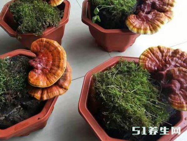 山上挖回的灵芝做成盆景,养护简单,长得也很旺盛,棒极了_凤凰网健康_凤凰网