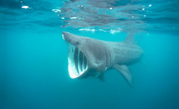 你每用一支防晒霜，深海里会减少几头鲨鱼？