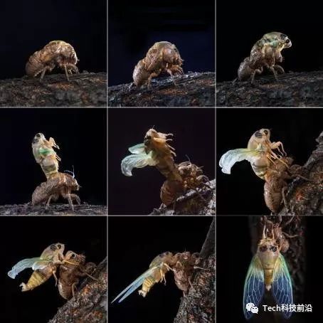 幼蝉蜕皮过程(图片来自《蝉文化对生态农业发展的启示》 魏琦著)