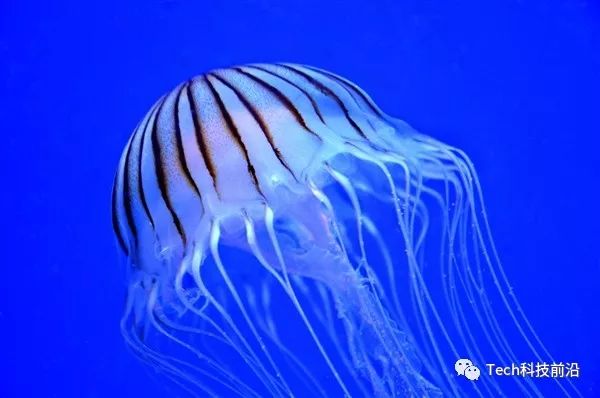 原标题:你知道水母眼睛在哪儿吗?科学家都没想到 腔肠动物的眼睛至少曾出现过8次独立进化,其中就包括了水母。这一发现有助于阐明这些动物是如何进化并产生这样复杂的视觉器官的。 来自加州大学圣塔芭芭拉分校的生态、进化和海洋生物学系教授Todd Oakley解释道:眼睛是科学家们所研究的最复杂的器官之一。虽然其它拥有复杂神经系统的动物们也曾不止一次地进化过眼睛,但相对而言,腔肠动物的神经系统的复杂程度要低得多,因此这一生物的眼睛进化了很多次的事实着实令人惊讶。