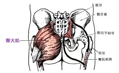 臀大肌的结构和位置