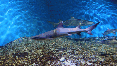 动物 海底 海底世界 海洋馆 水族馆 鱼 鱼类 400_225 gif 动态图 动图
