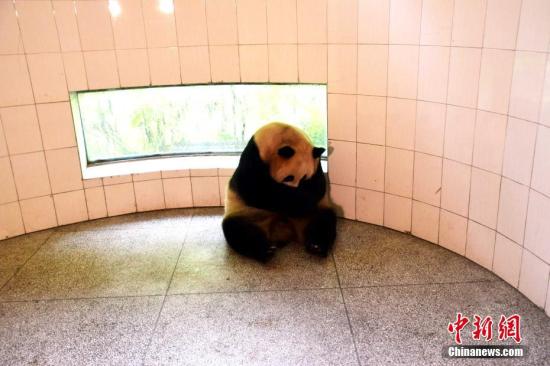 资料图：大熊猫“草草”室内带仔。李传友 摄