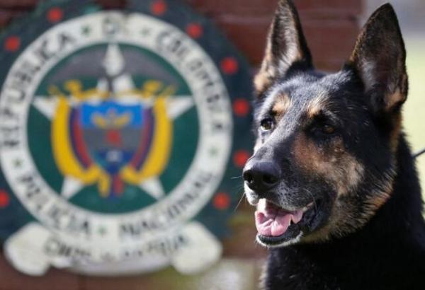 贩毒集团对明星警犬悬赏近50万元，哥伦比亚警方加强防范
