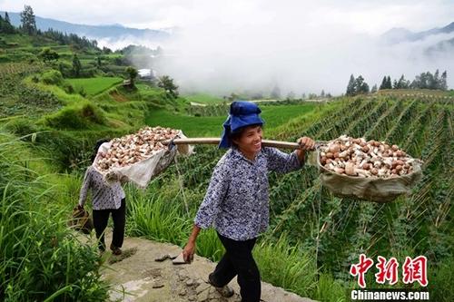 资料图：一位苗族农村妇女从田间走过。中新社发 杨武魁 摄
