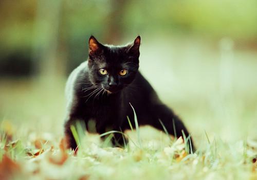 它是猫中黑豹,行动敏捷,国内猫贩子常以黑猫替