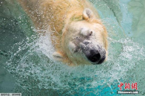 游轮护卫登岛闯栖息地 挪威北极熊伤人遭射杀
