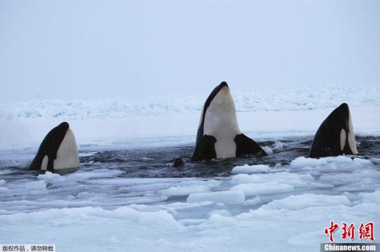 当地时间1月9日，11只虎鲸受困于冰面覆盖的加拿大哈德逊湾，当地救援人员和周围居民一起出手，合力援救。据悉，虎鲸是哺乳动物，不能在水里呼吸，需要探出水面换气，哈德逊湾大范围水面被冰覆盖，受困虎鲸们在附近冰面上唯一一个缺口“轮流”进行换气。