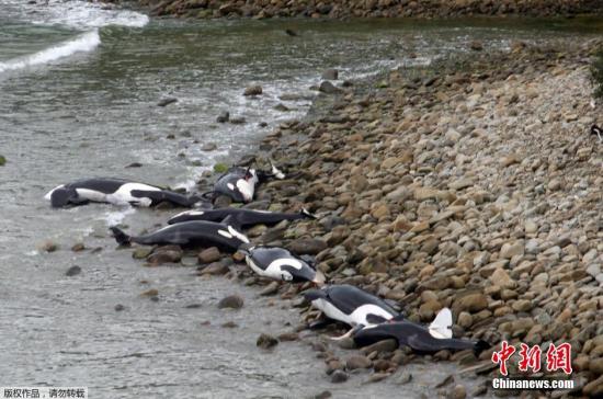 当地时间2月14日，新西兰南岛海滩，数头虎鲸集体搁浅死亡。