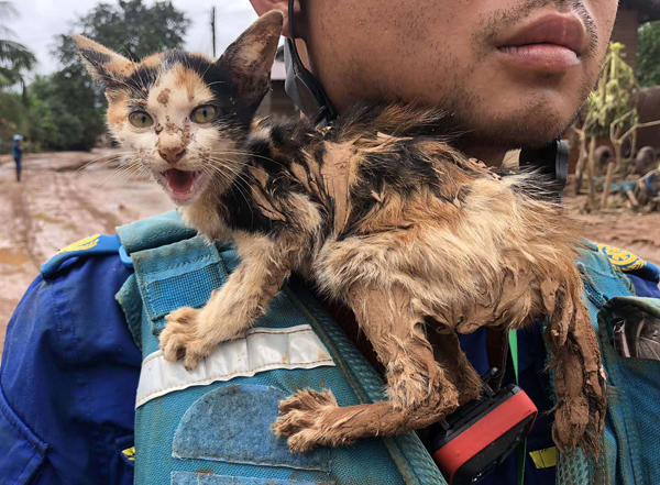 图集｜老挝溃坝已致11死，被困7天的小猫爬上救援人员肩头