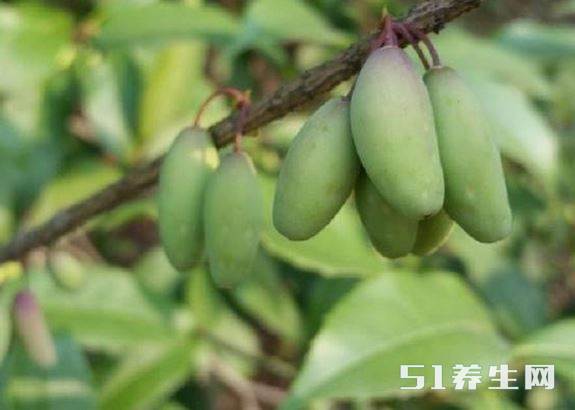 桂子