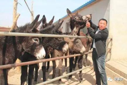 爱惠农|农业农村部:支持包括养驴业在内的特色
