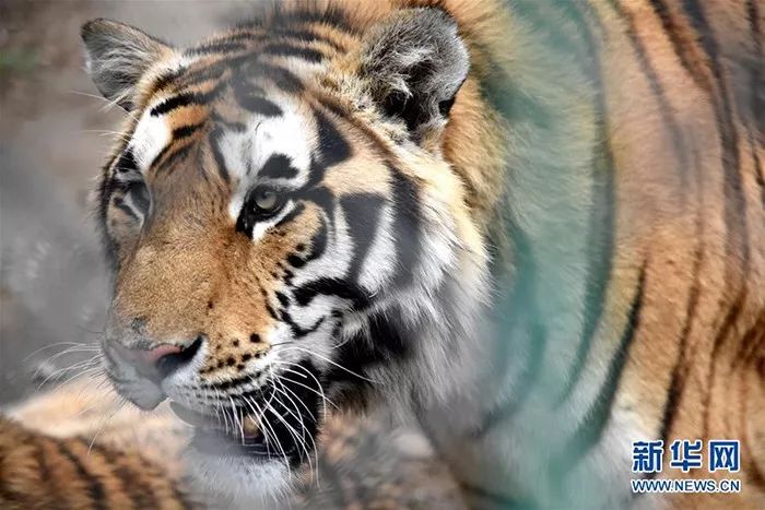 中国人工饲养繁育保护东北虎纪实:比养孩子还