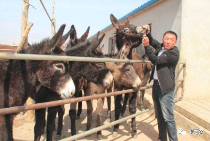 【三农资讯】农业农村部:支持包括养驴业在内