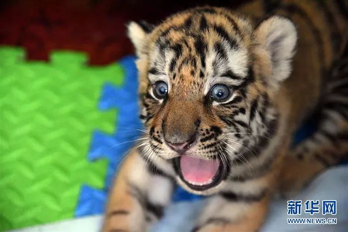 中国人工饲养繁育保护东北虎纪实:比养孩子还