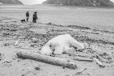 被射杀的北极熊倒在岸边。