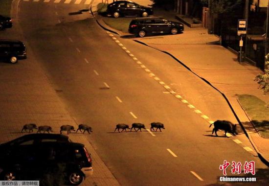 香港太平山顶野猪泛滥 不怕人成群结队在道路觅食
