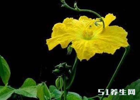 丝瓜藤 丝瓜藤