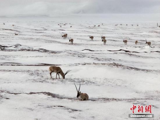 资料图：可可西里，几只藏羚羊正在雪中找食吃。赵新录 摄