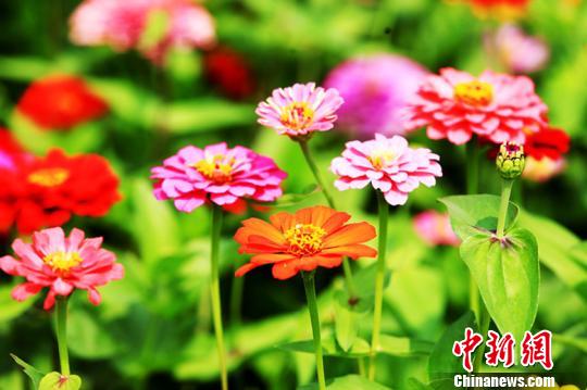 山西省长治市襄垣县以花造景,沿湖种植花海景观,打造“最美彩色风景线”,通过花海壮观、震撼的效果吸引游客,提高知名度。 连烽 摄 山西省长治市襄垣县以花造景,沿湖种植花海景观,打造“最美彩色风景线”,通过花海壮观、震撼的效果吸引游客,提高知名度。 连烽 摄